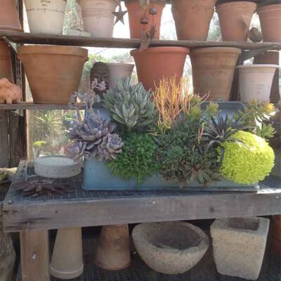 GardenCenter3 600x800 Planters 2 - Shakespeare's Garden