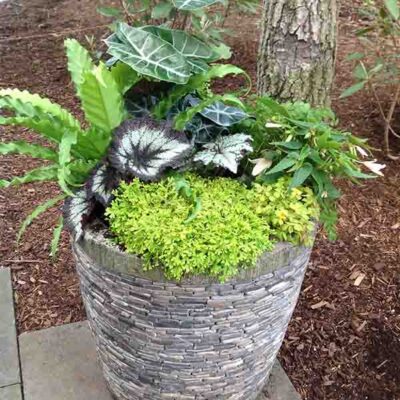 GardenCenter6 600x800 Plants 2 - Shakespeare's Garden