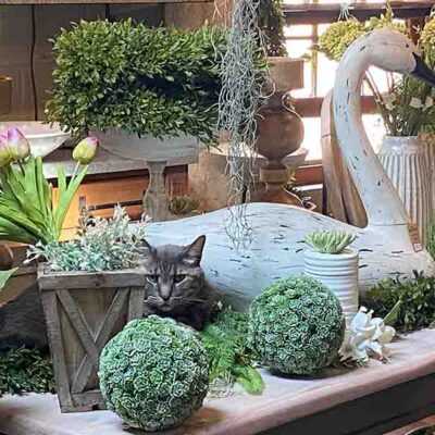 GardenCenter8 800x600 Kitty - Shakespeare's Garden
