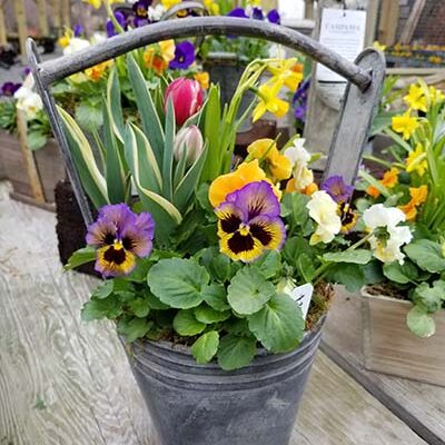 GardenCenter - Seasonal SPRING Garden Center 6 - Shakespeare's Garden