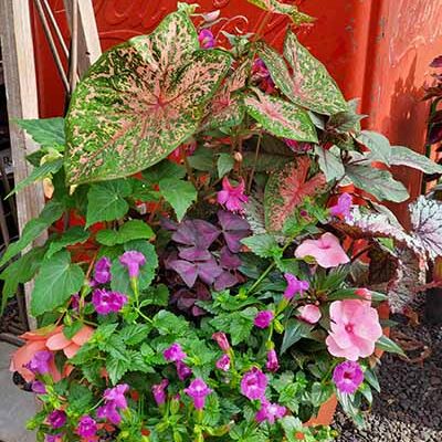 GardenCenter - Seasonal SUMMER Garden Center 7 - Shakespeare's Garden
