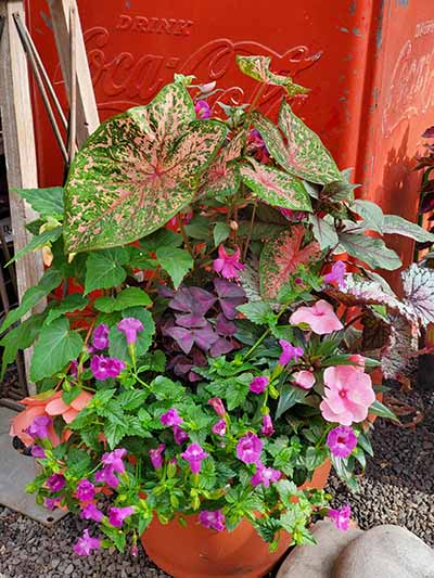 Garden Center 7 - Shakespeare's Garden