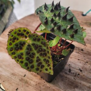 Begonia Ferox