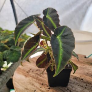 Begonia Listada