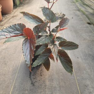 Begonia Angel Wing "Pink Spot"
