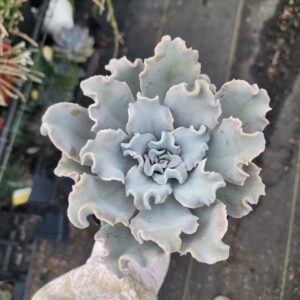 Echeveria 'Crispate Beauty'