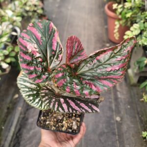 Begonia Brevirimosa