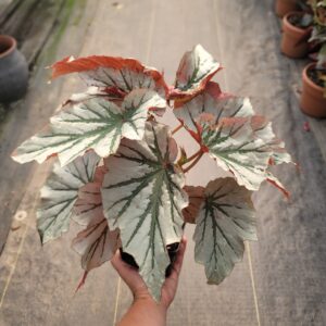 Begonia Looking Glass
