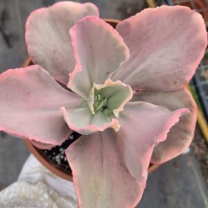 Echeveria 'Chantilly' variegated