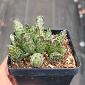 Adromischus cooperi 'Plover Egg Plant'
