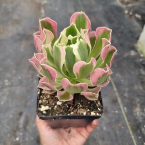 Aeonium Yuhua Stone