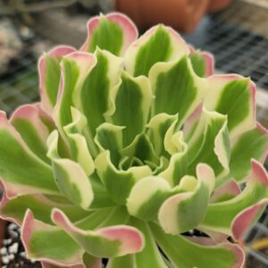 Aeonium Yuhua Stone