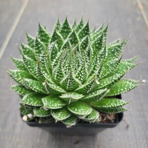 Aristaloe aristata 'Lace Aloe / Torch plant'