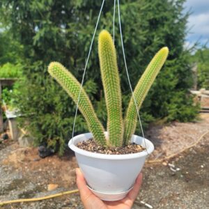 Fox Tail Cactus