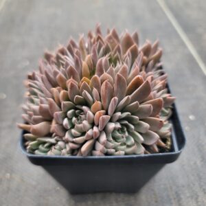 Graptopetalum rusbyi rose