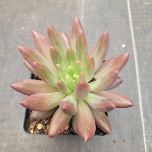 Pachyphytum 'Yuji Beauty'