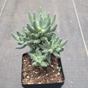 Pachyphytum compactum 'Little Jewel'