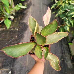 Peperomia Clusiifolia Ginny 'Rainbow Peperomia'
