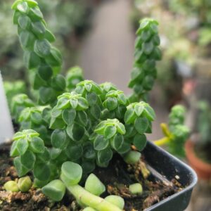 Peperomia Columella