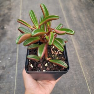 Peperomia Graveolens 'Ruby Glow'