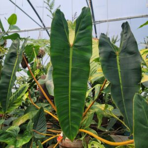 Philodendron Billietiae