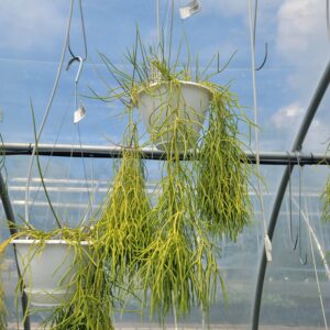 Mistletoe Cactus - Rhipsalis burchellii