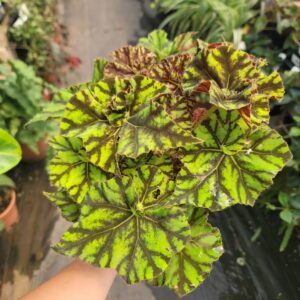 Begonia Zumba