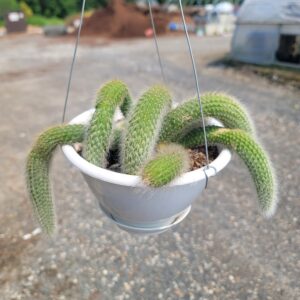 Monkey Tail Cactus - Cleistocactus colademononis