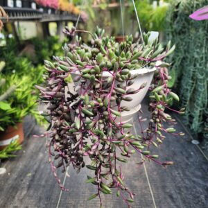 Othonna capensis 'Ruby Necklace'
