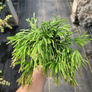 Mistletoe Cactus - Rhipsalis ewaldiana