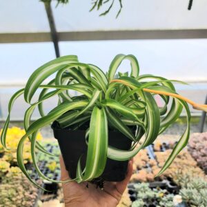 Spider plant 'Bonnie' inner variegated