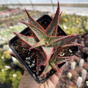 Aloe 'Christmas Carol'