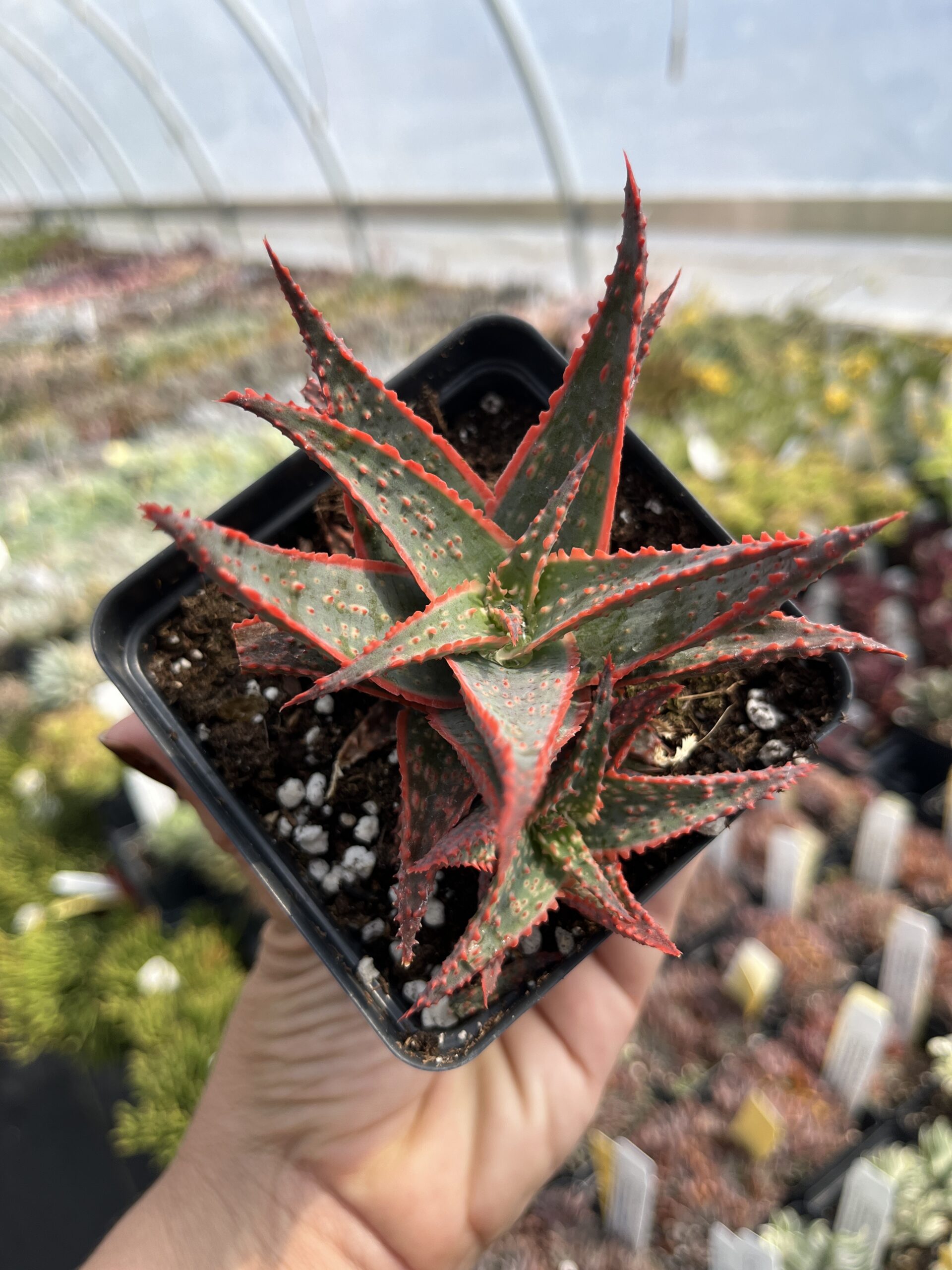 Aloe 'Christmas Carol'
