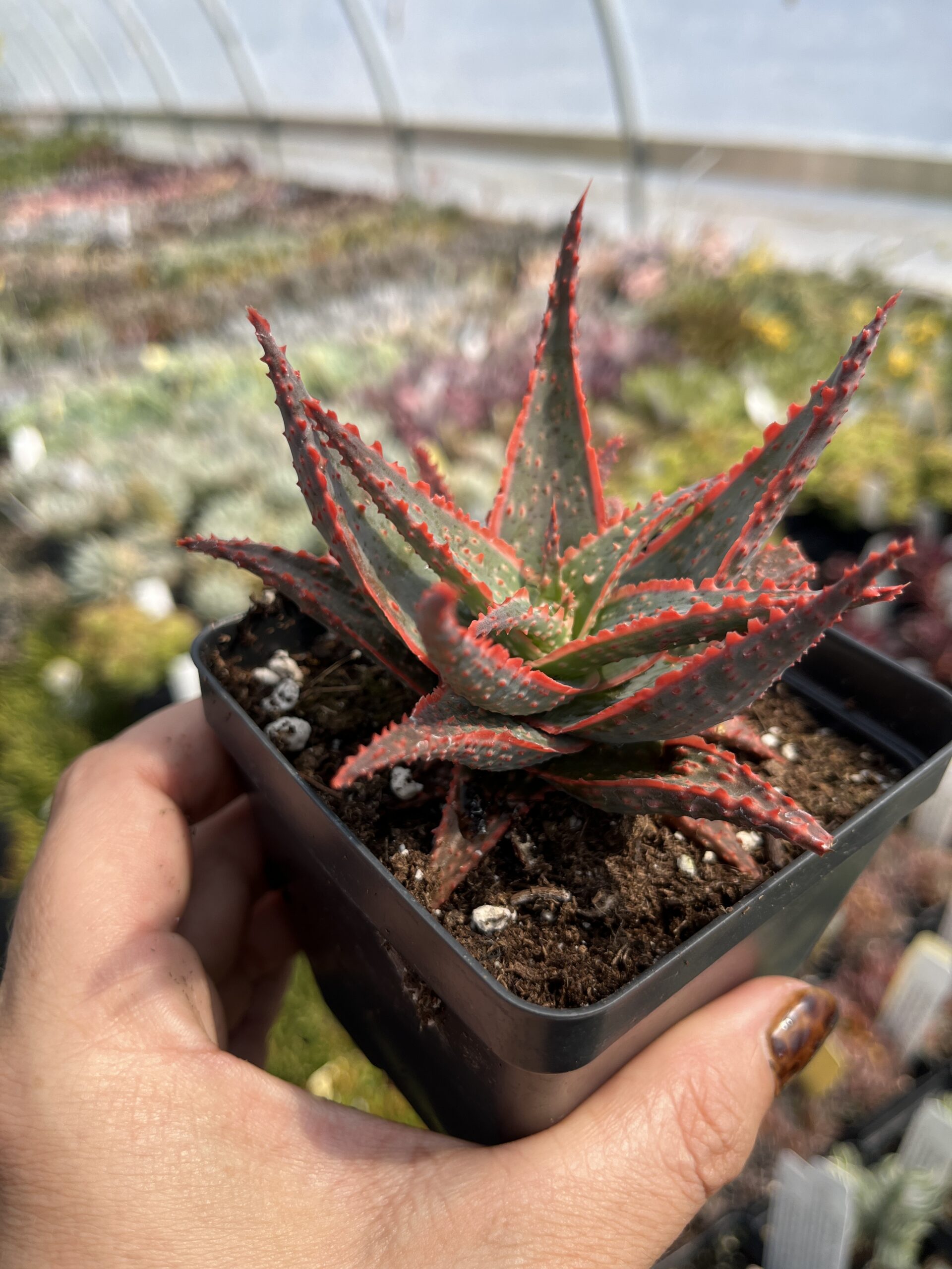 Aloe 'Christmas Carol' - Image 2