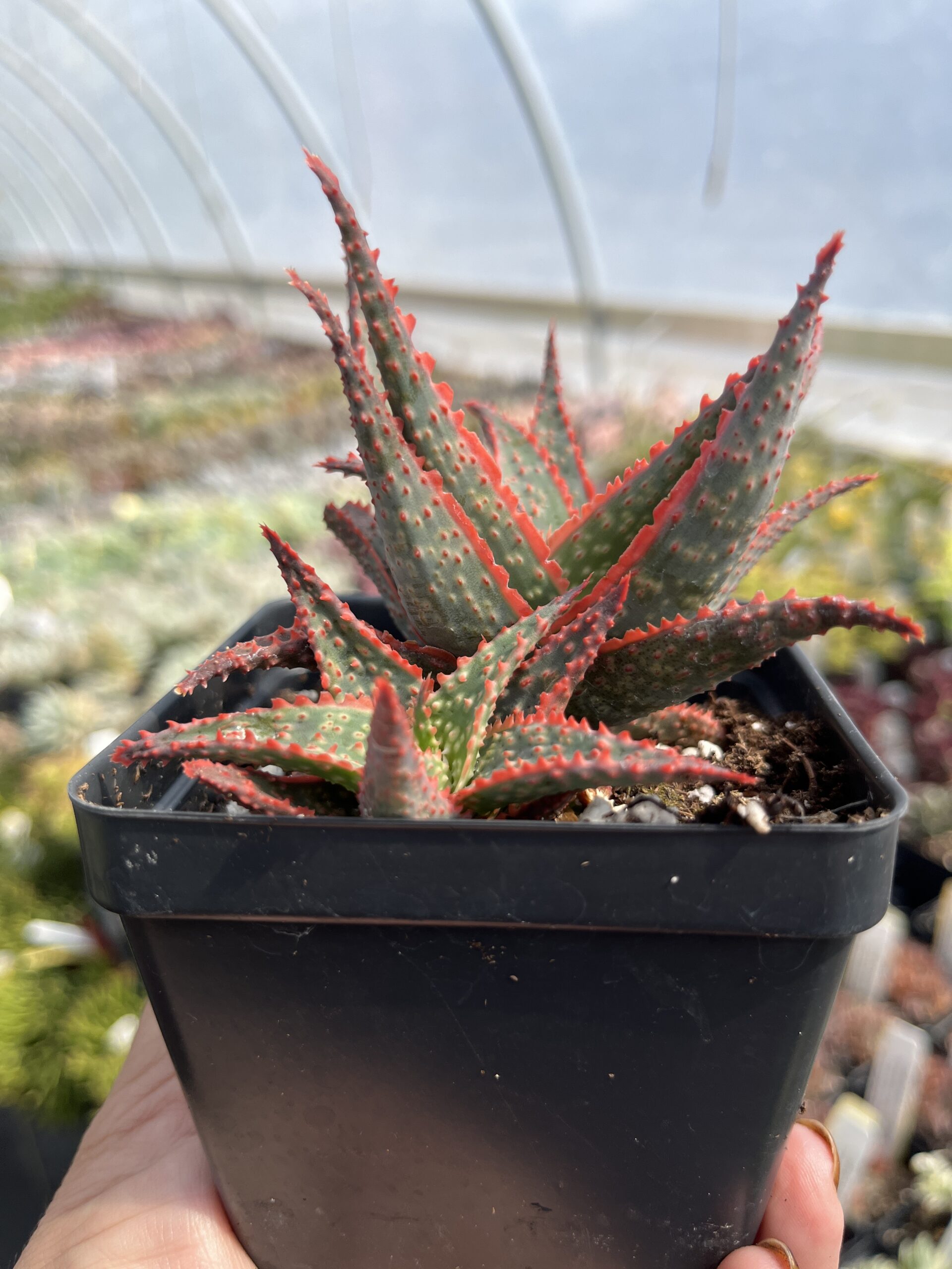 Aloe 'Christmas Carol' - Image 3