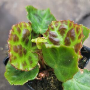 Begonia 'Rajah'