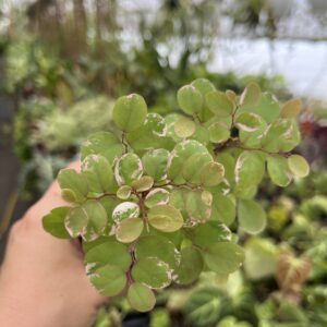 Breynia disticha 'snow bush'