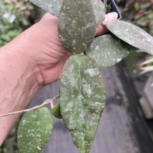 Hoya Caudata Sumatra