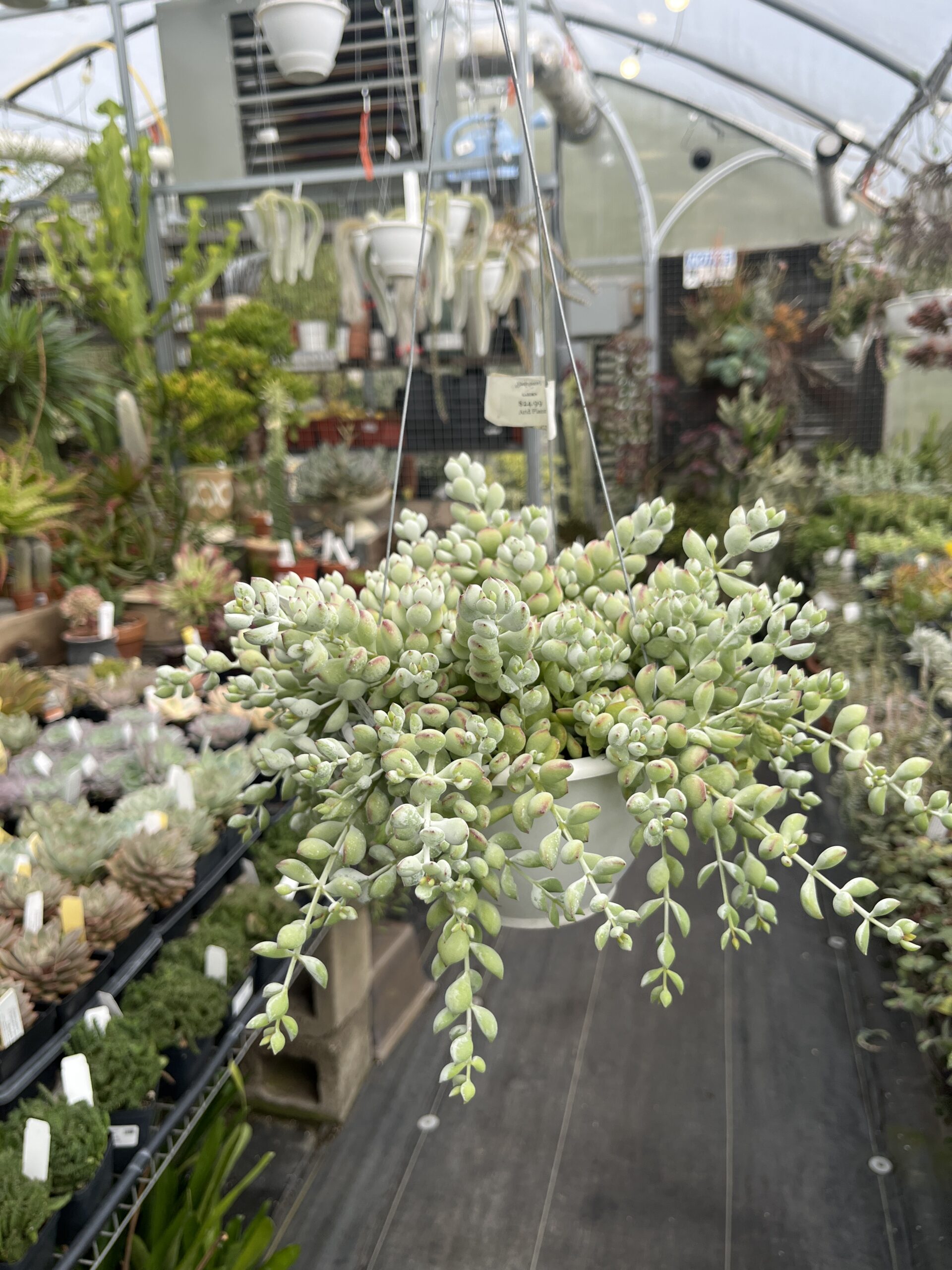 Cotyledon pendens - Image 2