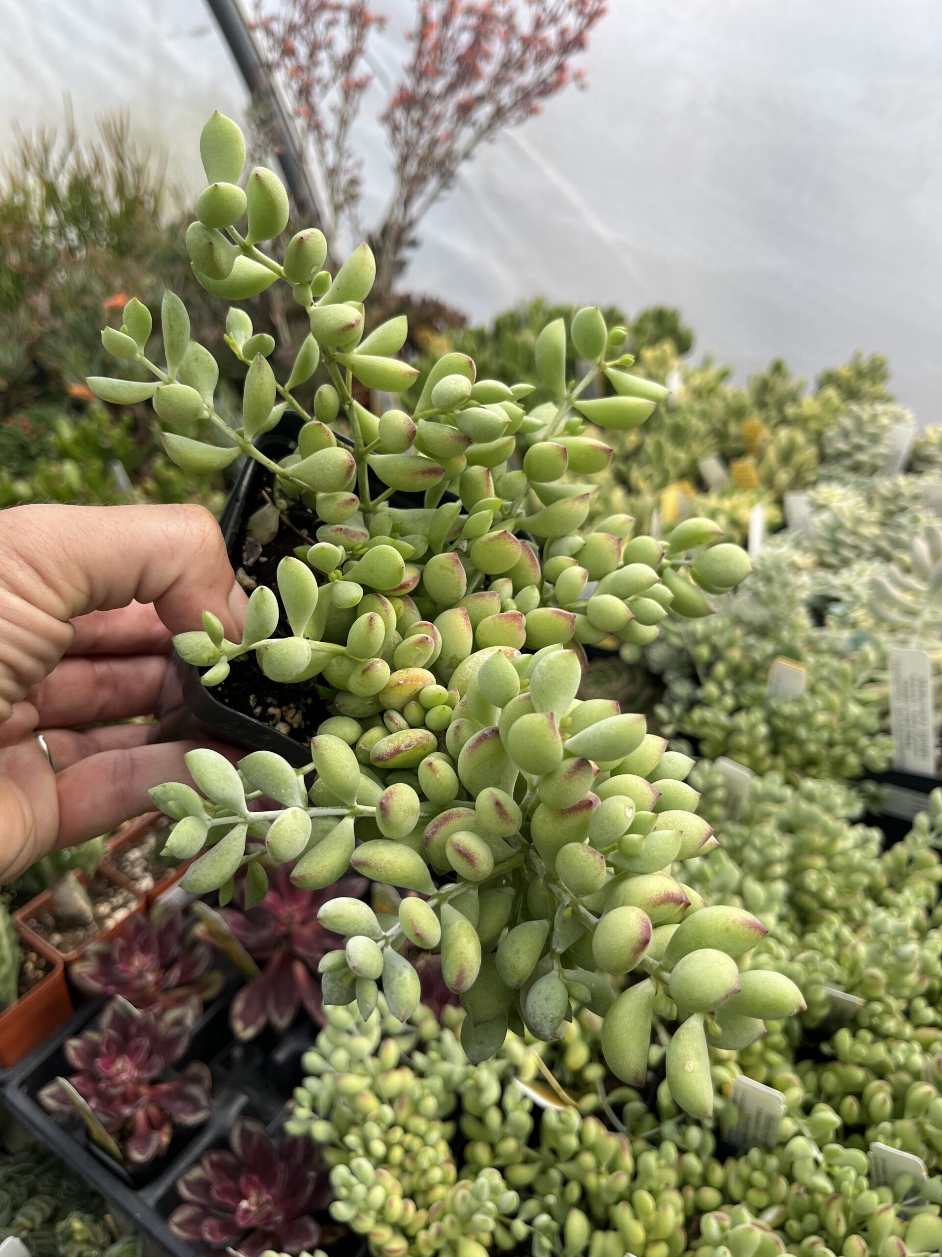 Cotyledon pendens - Image 5