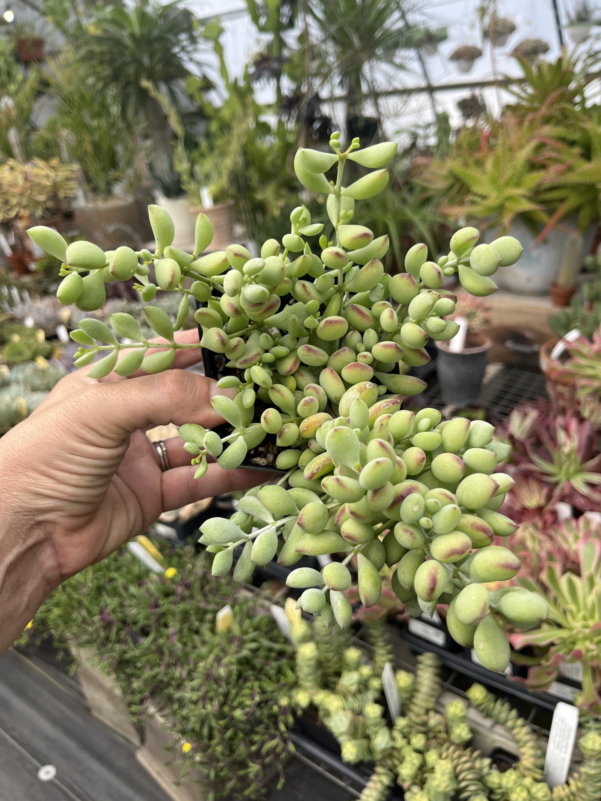 Cotyledon pendens - Image 4