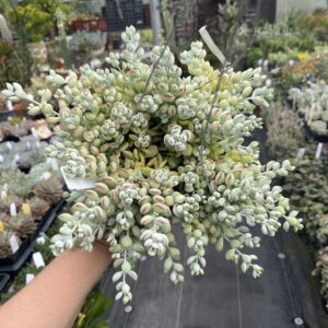 Cotyledon pendens