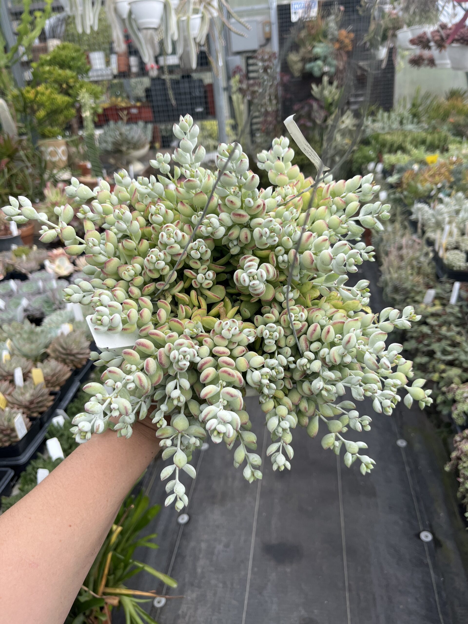 Cotyledon pendens