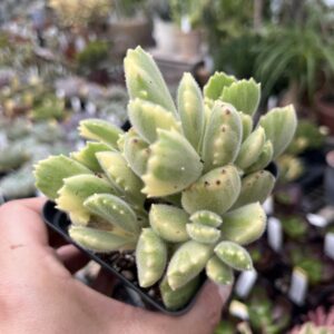 Variegated Bear's Paw (Cotyledon tomentosa)