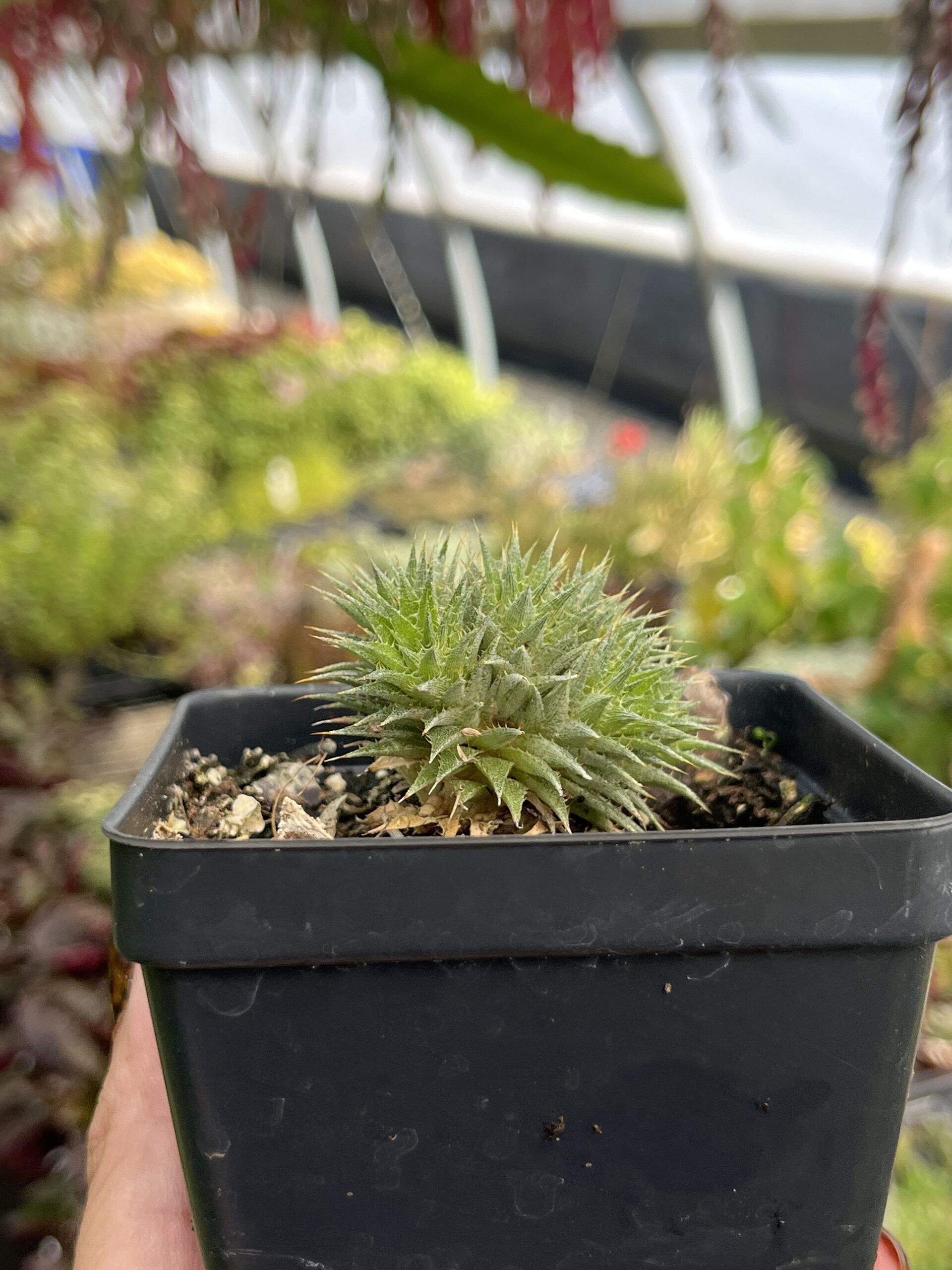 Deuterocohnia brevifolia var. brevifolia - Image 6