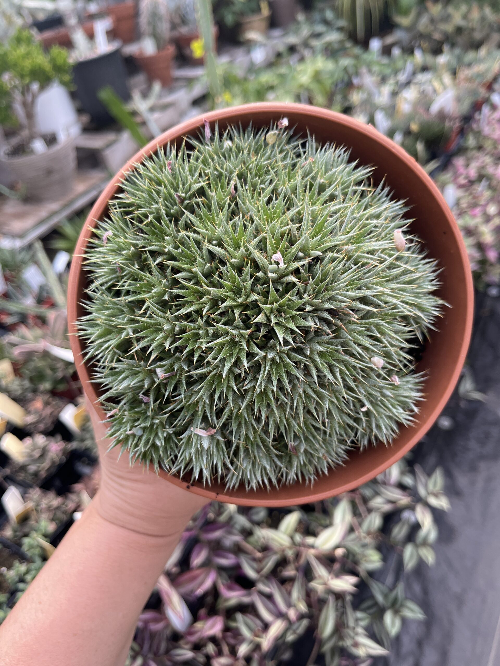 Deuterocohnia brevifolia var. brevifolia - Image 2