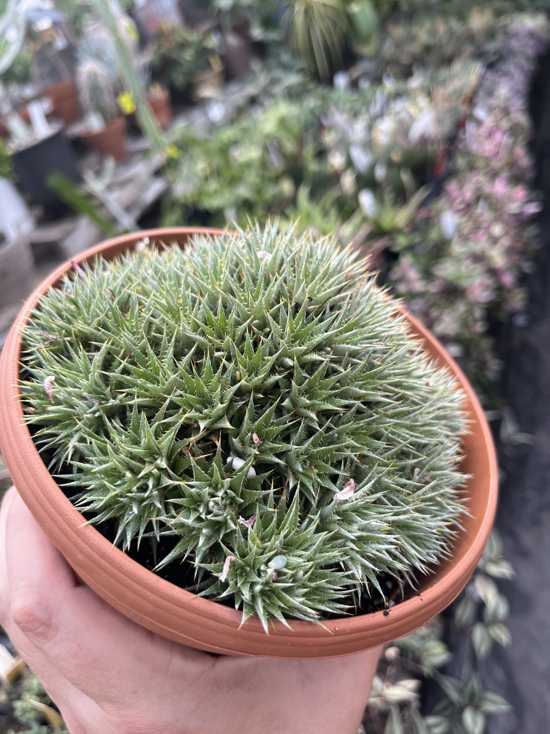 Deuterocohnia brevifolia var. brevifolia - Image 5