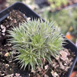 Deuterocohnia brevifolia var. brevifolia