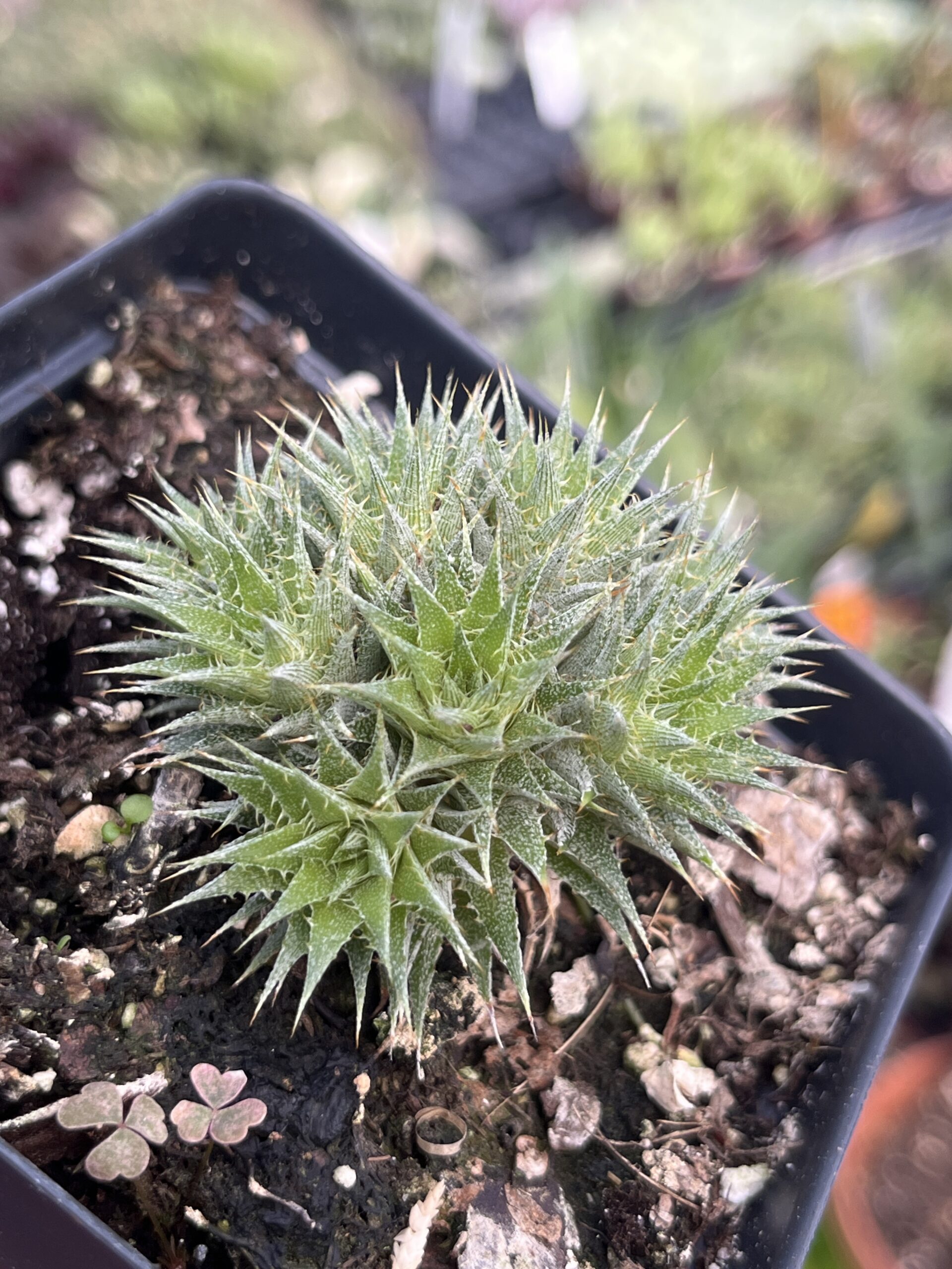 Deuterocohnia brevifolia var. brevifolia