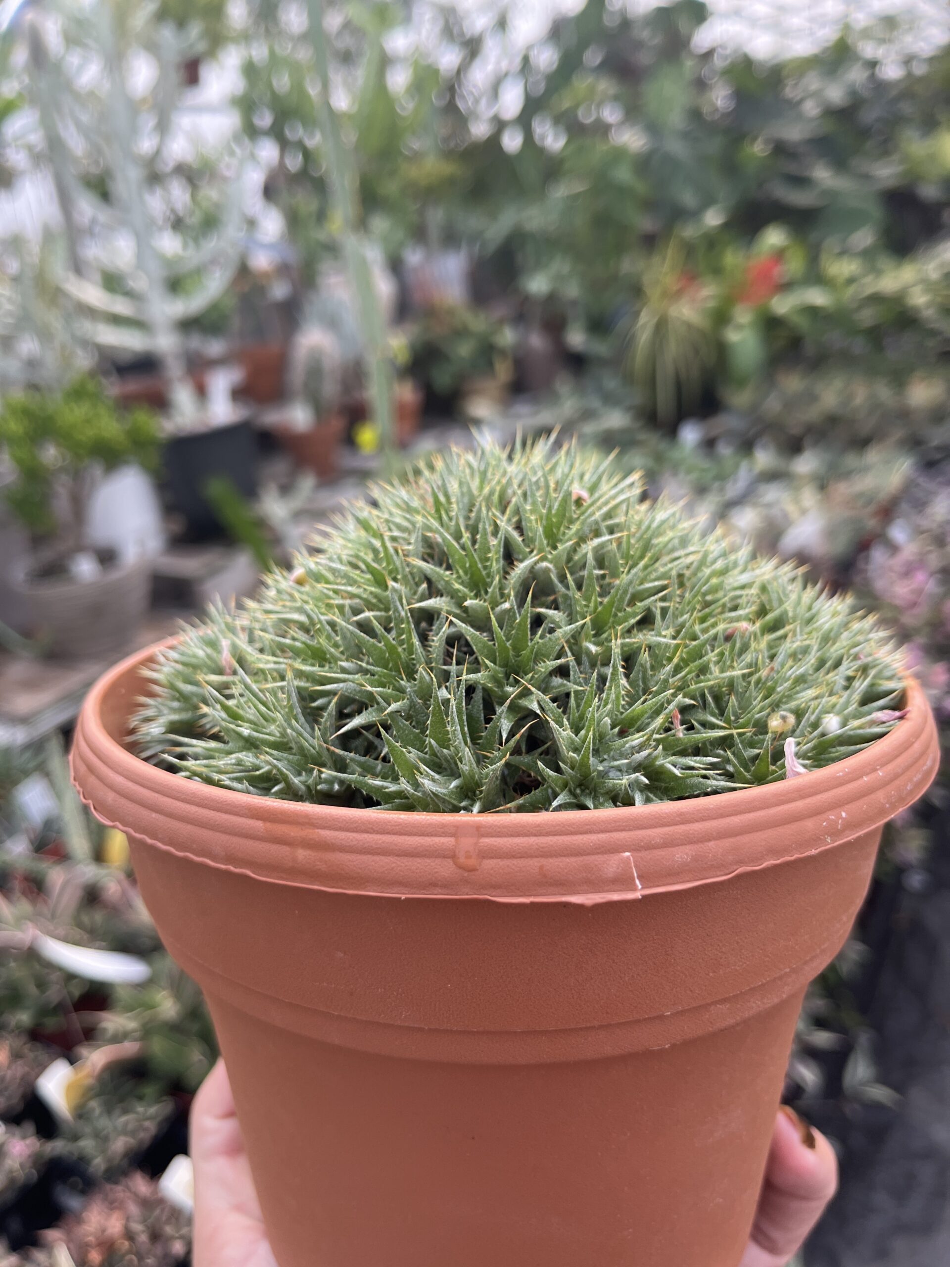 Deuterocohnia brevifolia var. brevifolia - Image 4